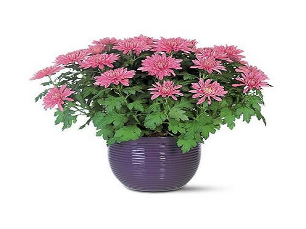 Những cây cảnh giúp lọc không khí tốt nhất nên trồng ngay trong nhà