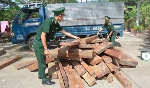 Đấu tranh chống hoạt động khai thác, vận chuyển gỗ trái phép