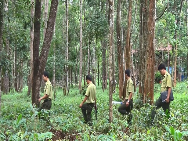 Nhiều chính sách thiết thực để bảo vệ rừng Tây Nguyên
